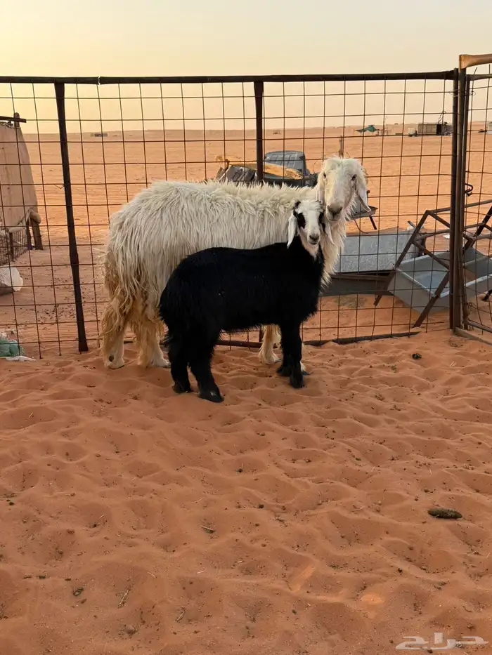 عسيه طيبه متبع 1