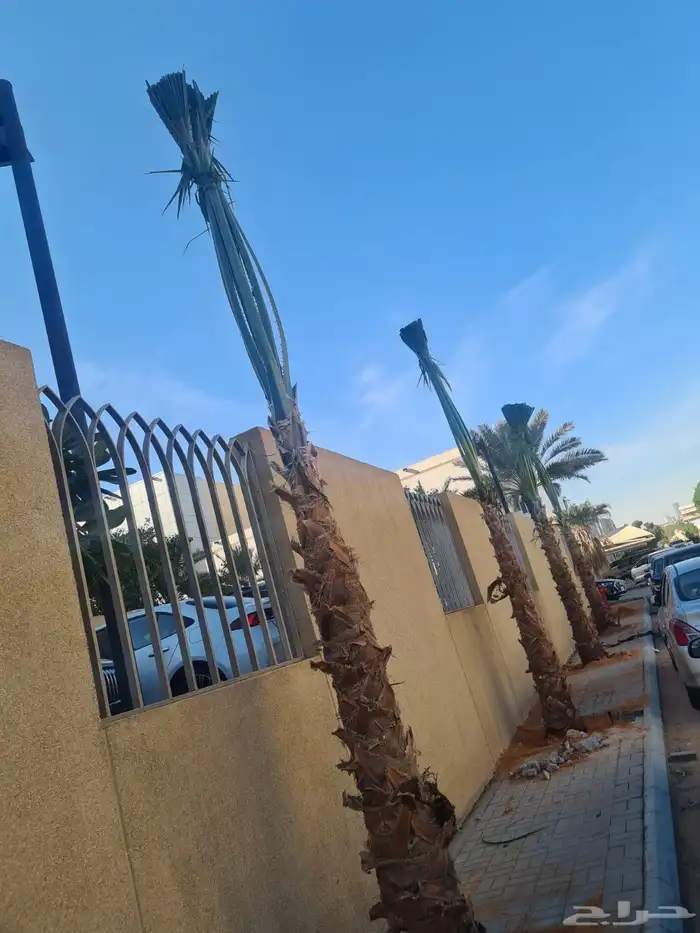 نخل واشنطوني للبيع 7