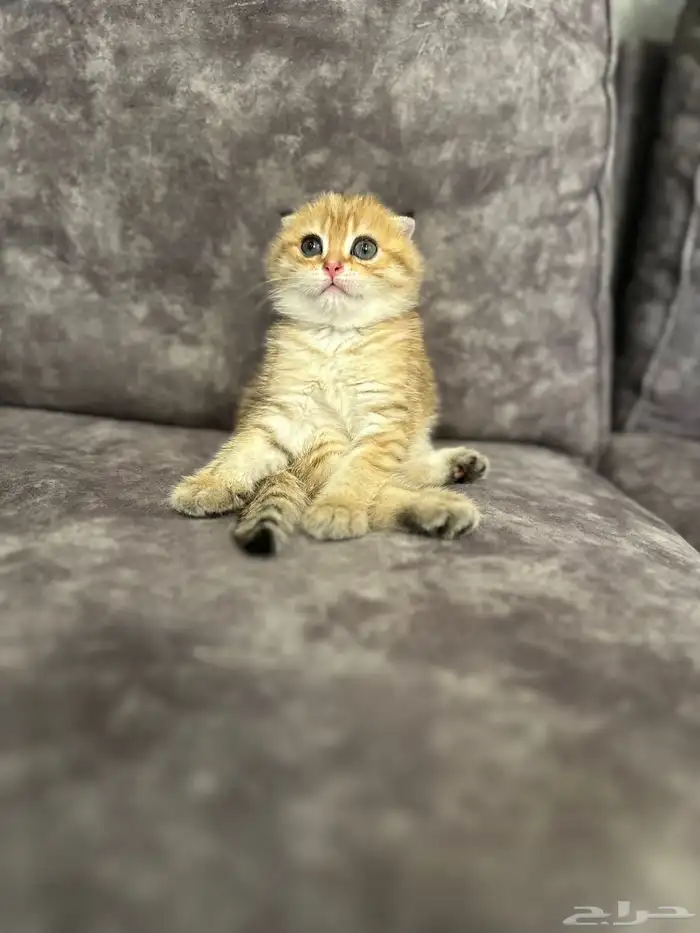 انثى سكوتش قولد فولد بيور للبيع 0