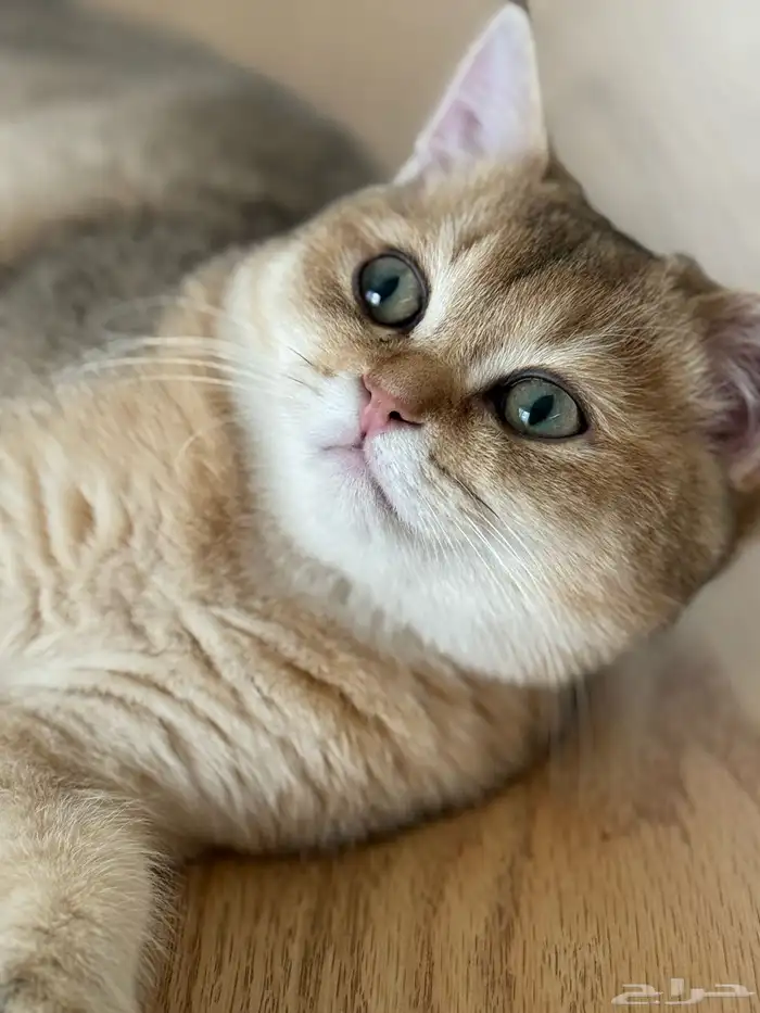 سكوتش بيور 7