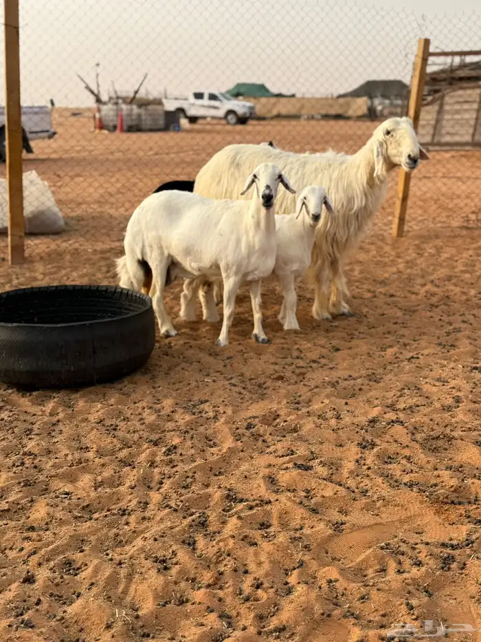 عسيه طيبه متبع 3
