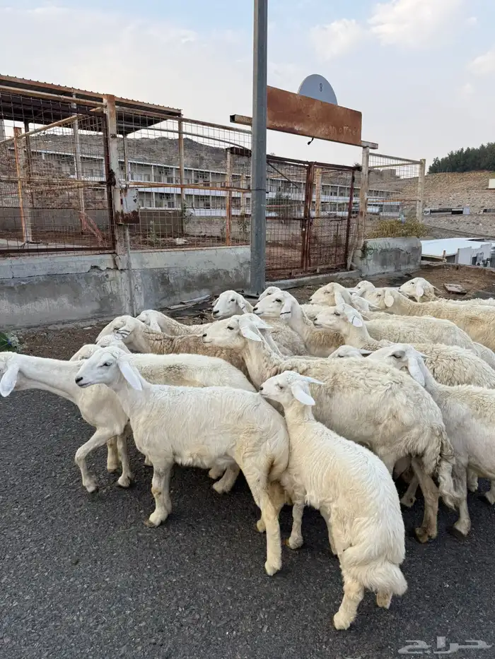 غنم خلفات حريات 4