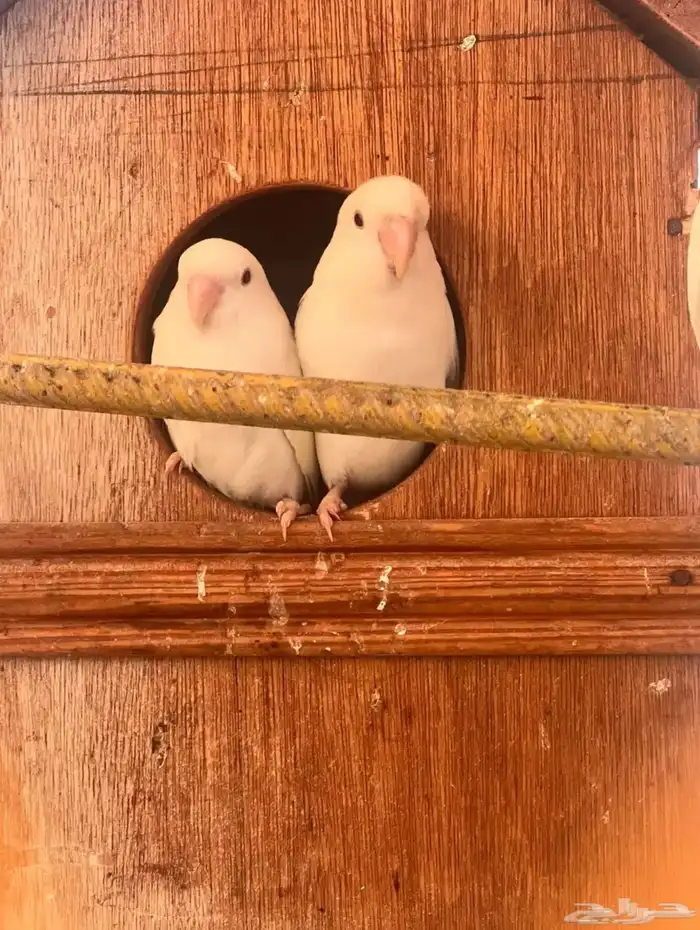 حوز روز البينو 0