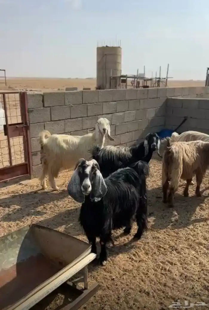 معزا للبيع 9