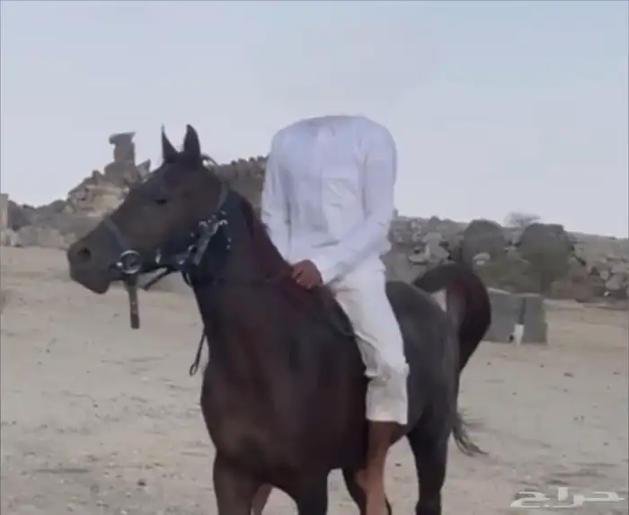 حصان شعبي حاار 5