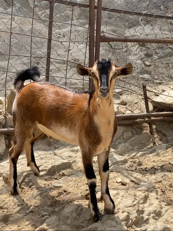 للبيع مشروع فحل هجين وعل 0