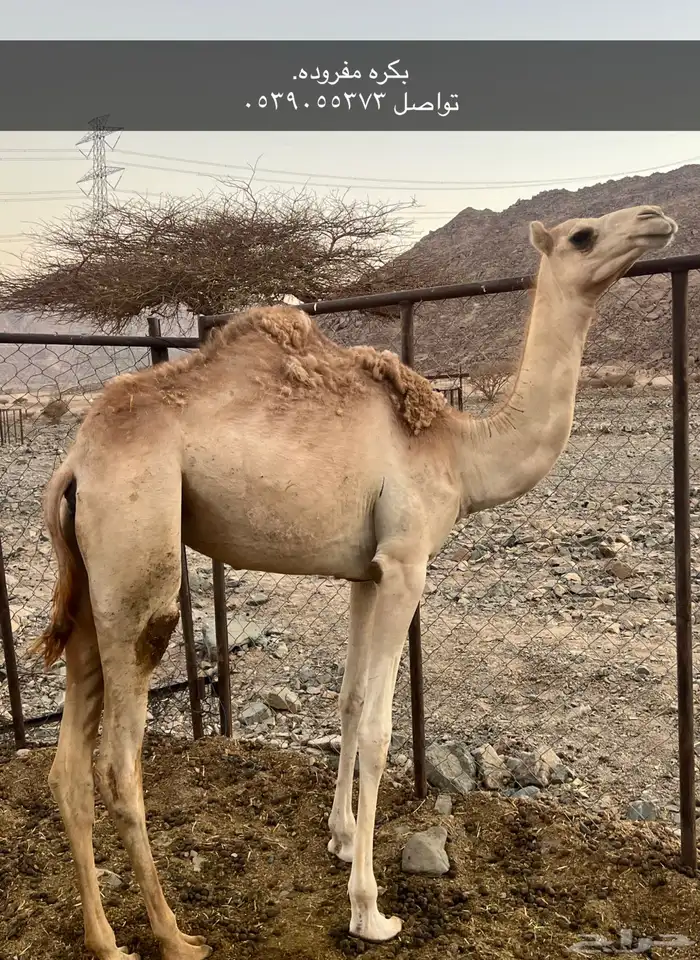 للبيع بكره 0