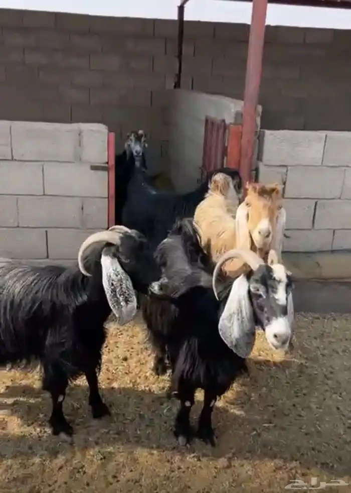 معزا للبيع 6