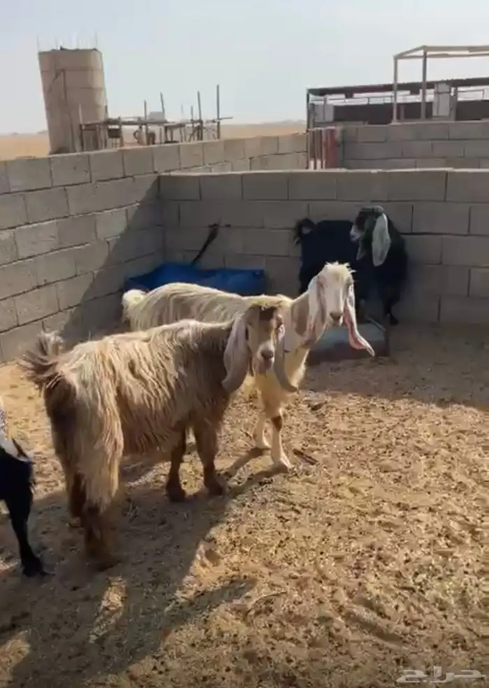معزا للبيع 0