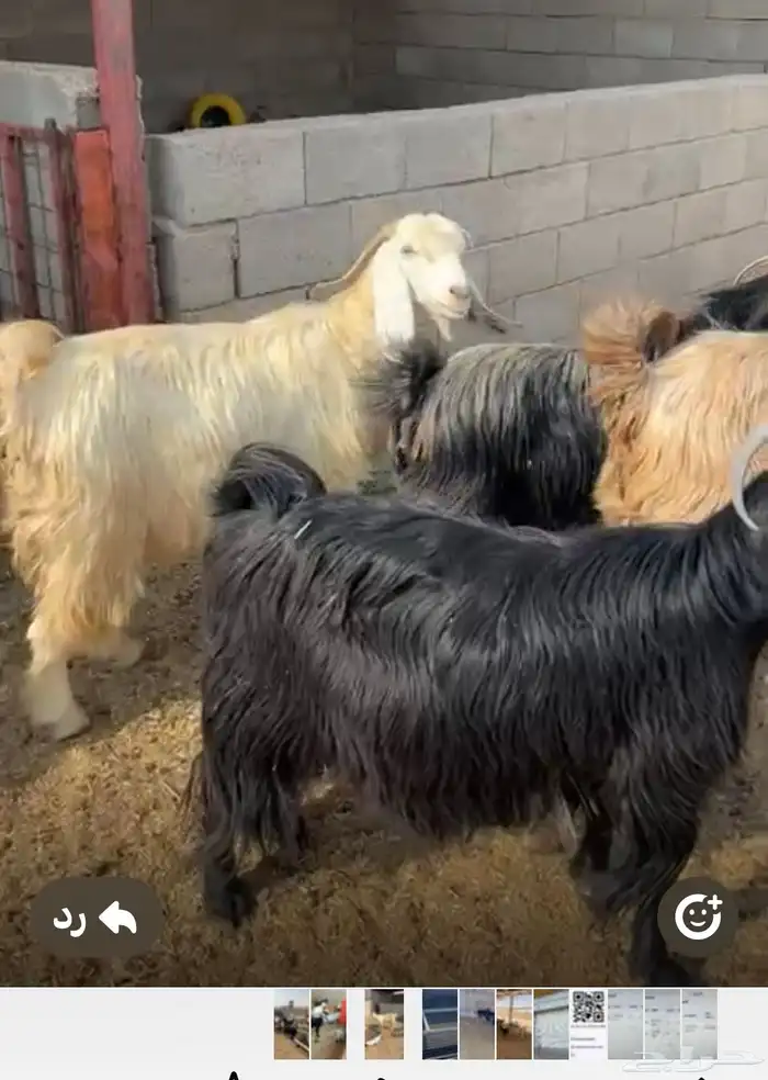 معزا للبيع 5
