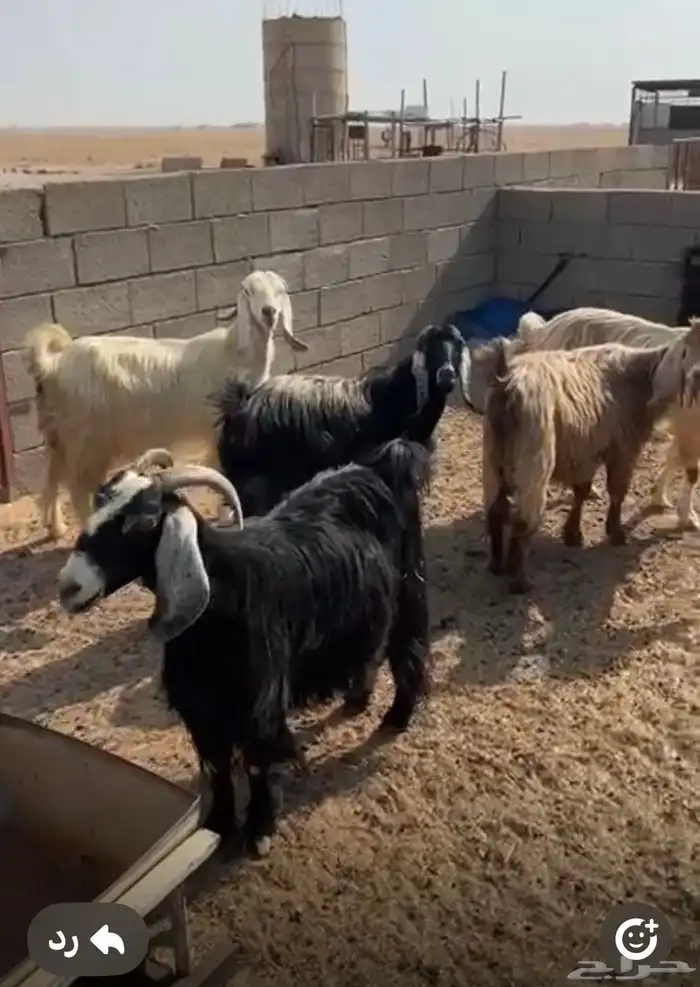 معزا للبيع 1