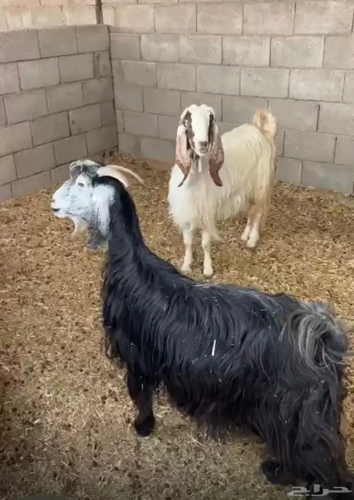 معزا للبيع 4