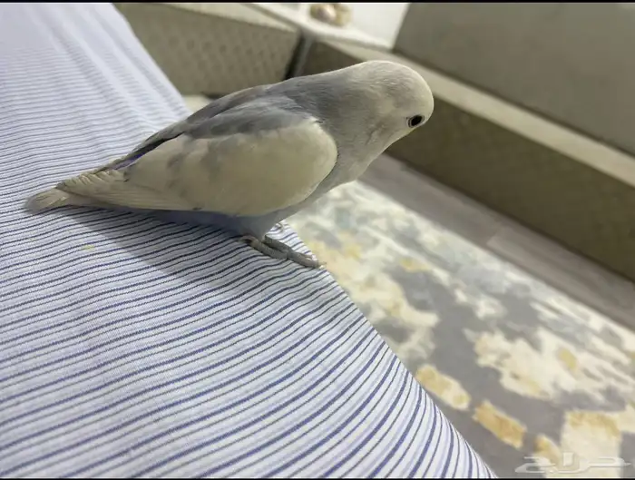 روز أليف هدد دخلي 0