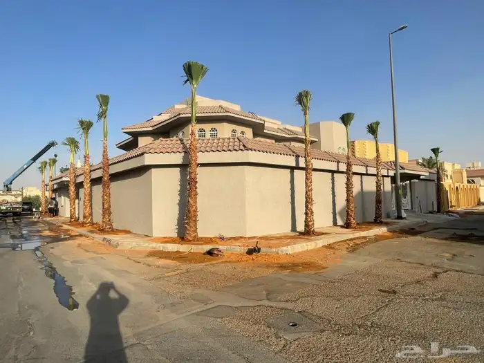 نخل واشنطوني للبيع 0