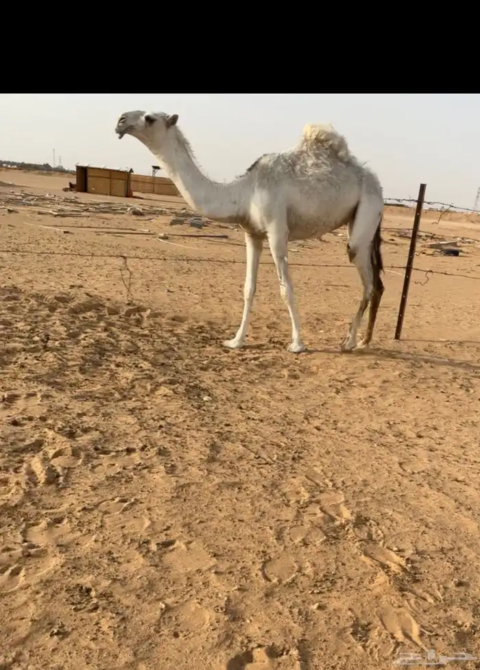 بكره مفروده وضحا 0