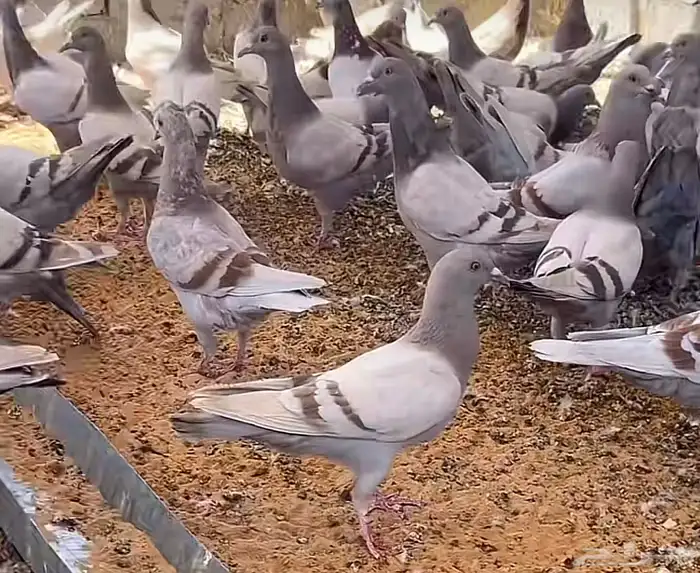 مطلووب حمام فرنسي لاحم او زاجل 2