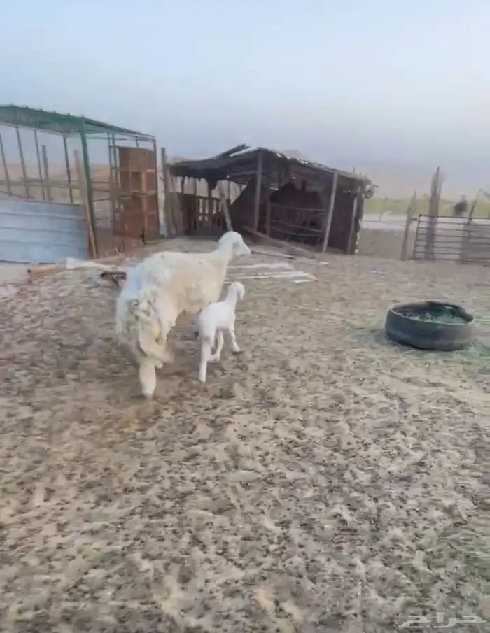 حريه وغوث 0