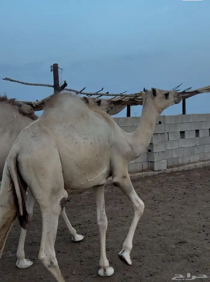بسم الله الرحمن نعرض لكم حشوان مربا فل 1