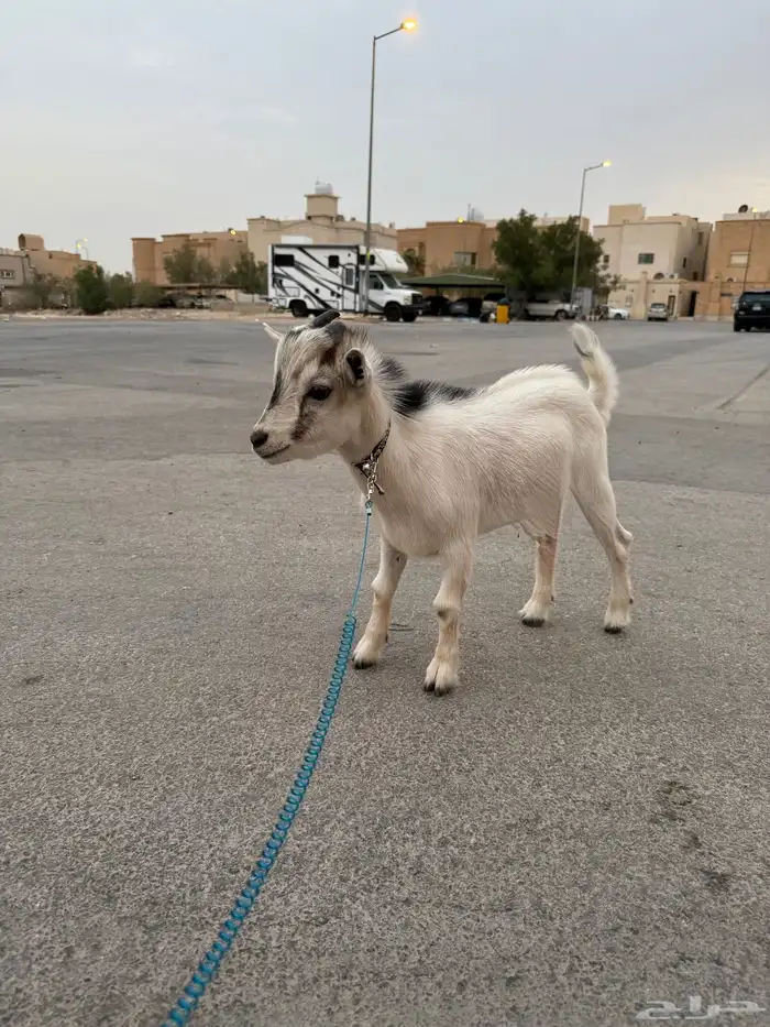 ماعز قزم 3