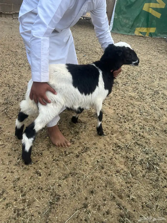 رخل تهاميه العمر 5 اشهر مشروطه من جميع الامراض سمينه 2