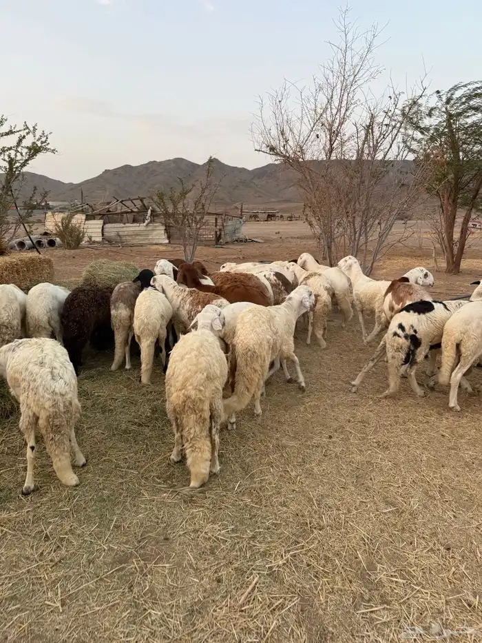 سواكن مرابي 3