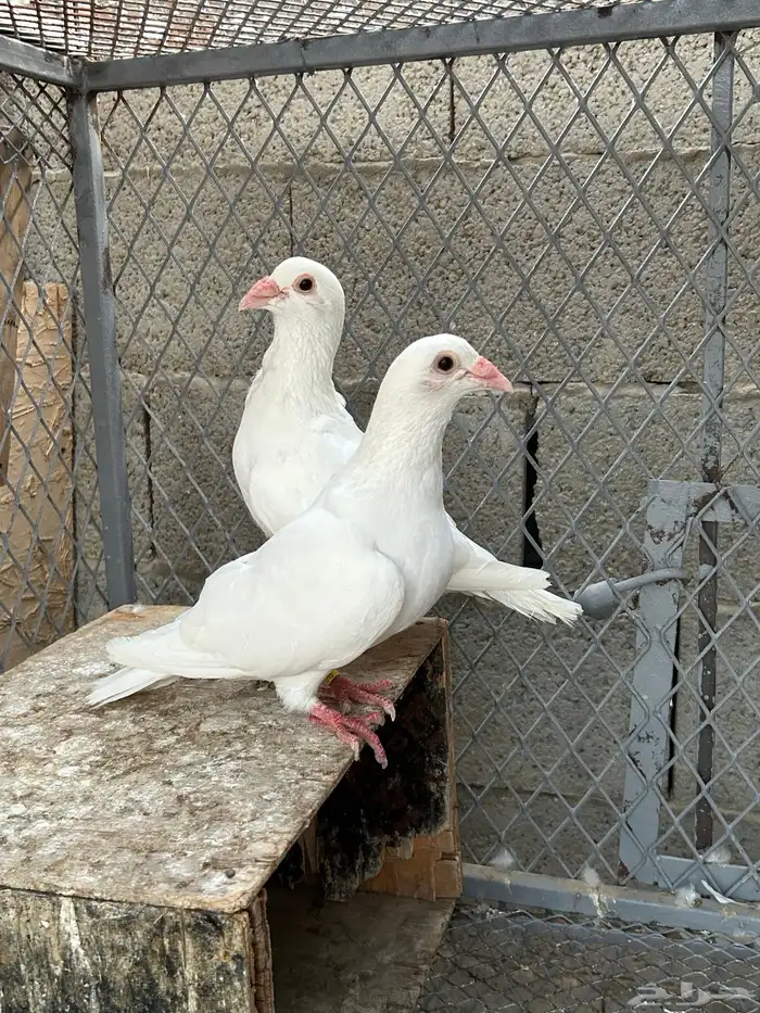 حمام للبيع 4