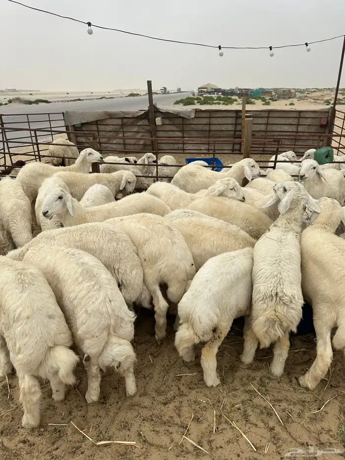 ذبيحتك ل باب بيتك 5