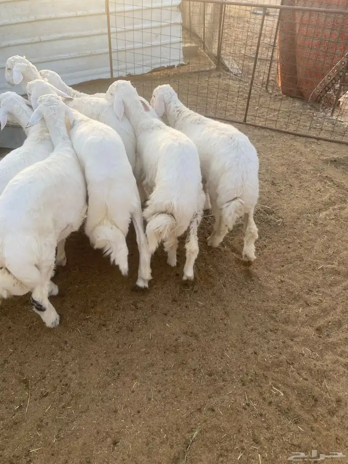 البيع طليان حريات حلوات وشحم ونظاف 3