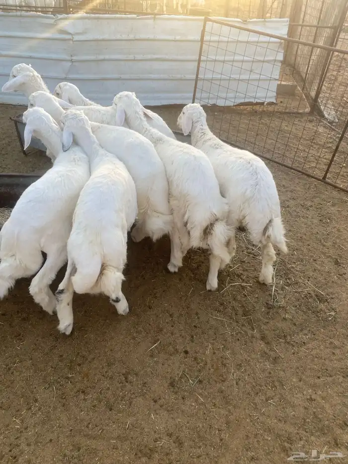 البيع طليان حريات حلوات وشحم ونظاف 2