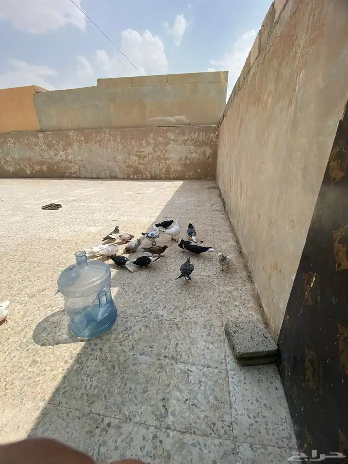 عندكم حمام القطيفي للبيع أجواء الصحة إنتاج شرط إنتاج 14