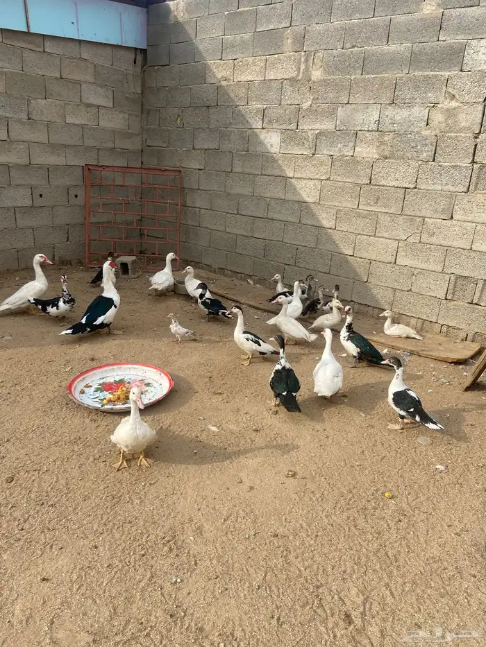بط حضان الصحة شرط 3