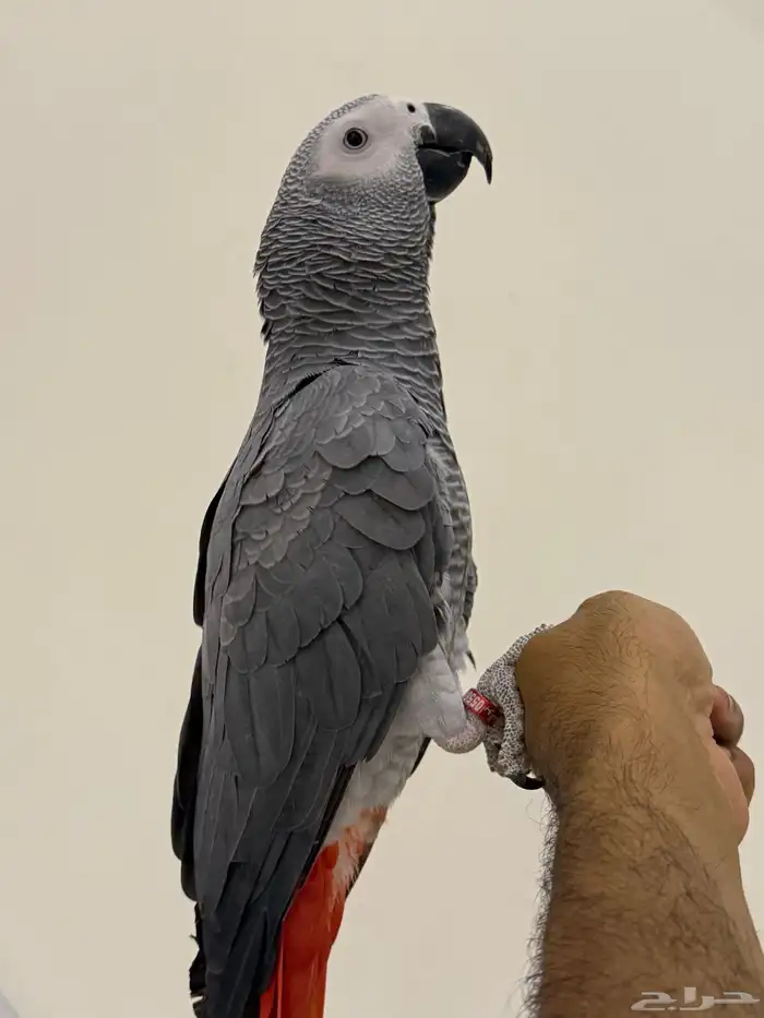 للبيع كاسكو سوبر سوبر جانبو انتاج محلي 3