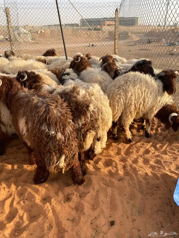 طليان نعيم جبر بلدي بري رخال ذبايح خرفان 0