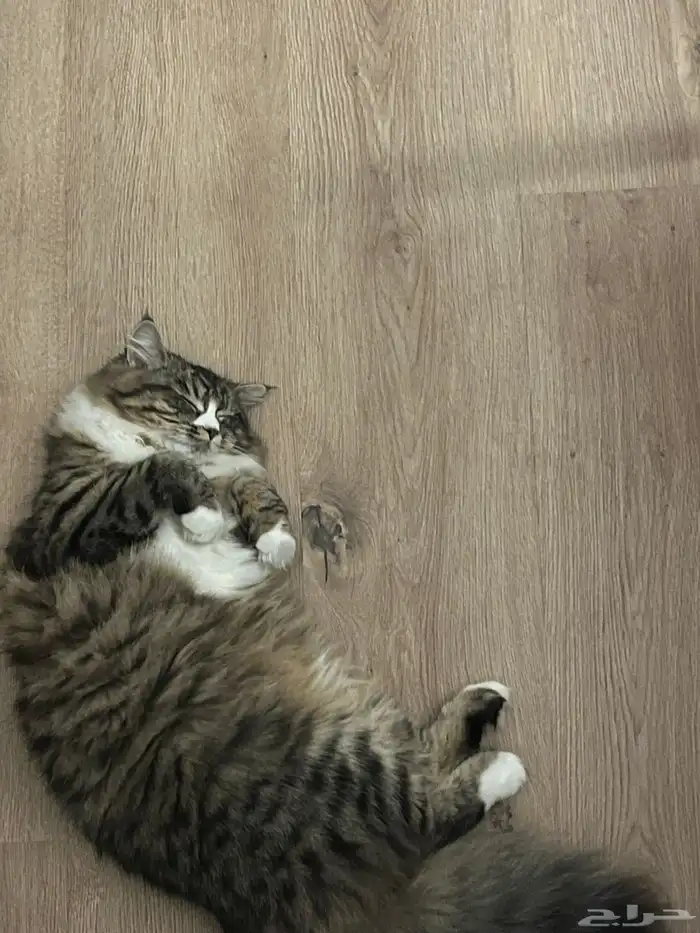 قطه للتبني 1