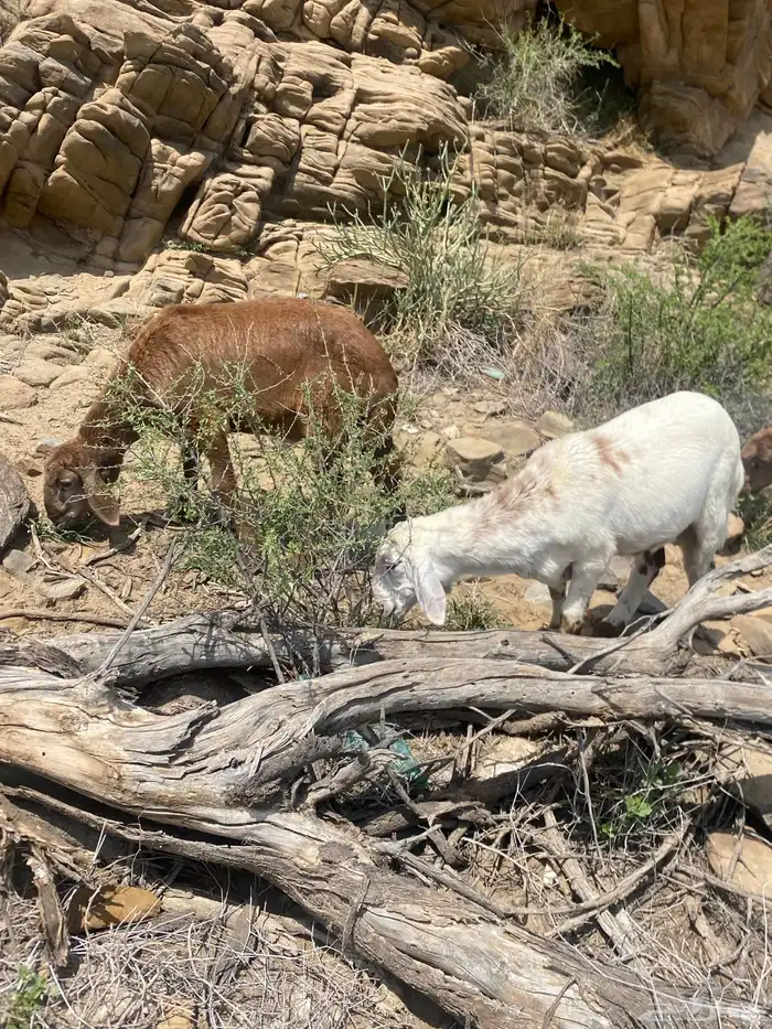 خرفان طيبة ونظيفة 12