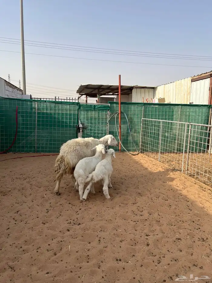 حريه متبع بخروف ورخل 3