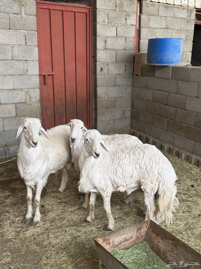 خرفااان جبر ناااهي مكسرات الصحون كفو 0