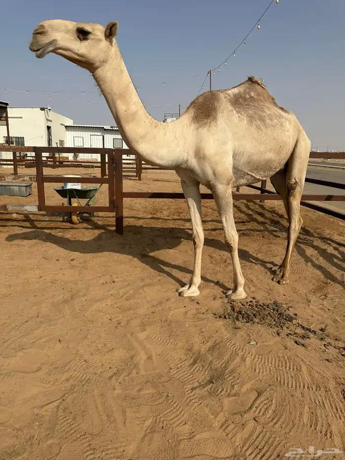 ضروبه شقحاء ثنيه مبيوع حاشيها قبل شهر 4