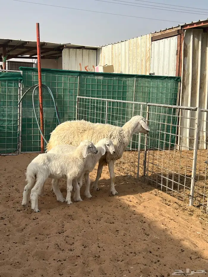 حريه متبع بخروف ورخل 2
