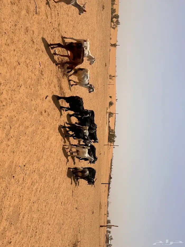 ماعز 2