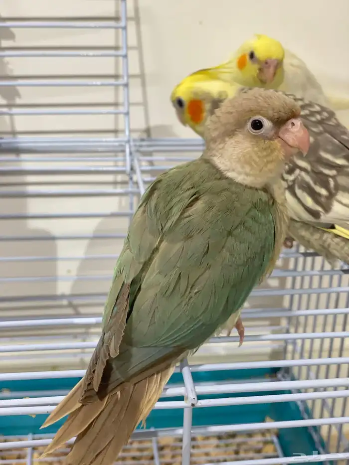 فروخ كروان وكنيور تركواز(تم البيع) 7