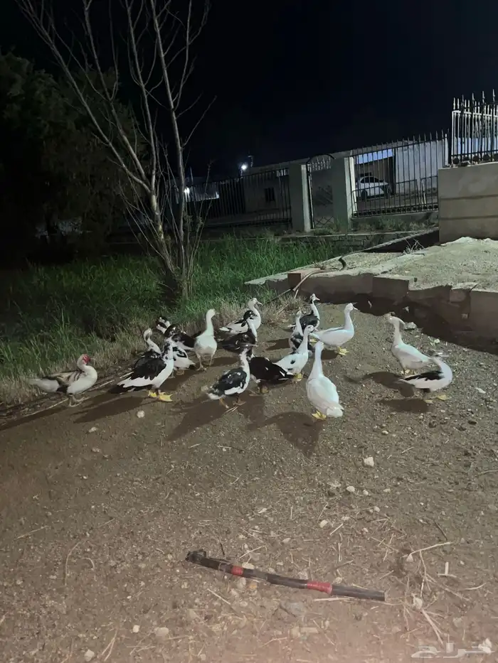 بط للبيع منتج 5