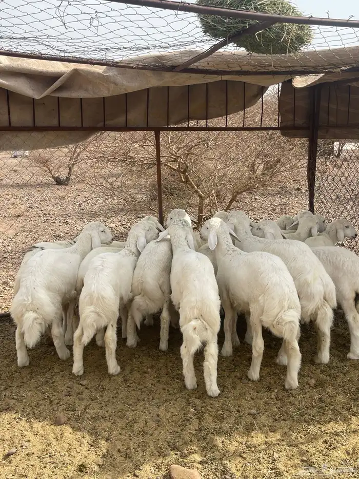طليان ( تم البيع ) 3
