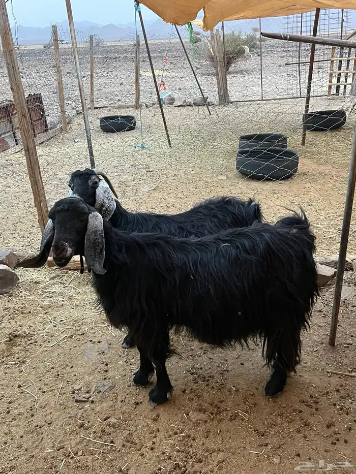 معزاء مضاريع ونعجه 3