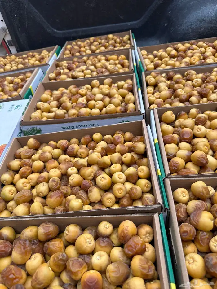 تمر سكري فاخر مذانيب 1