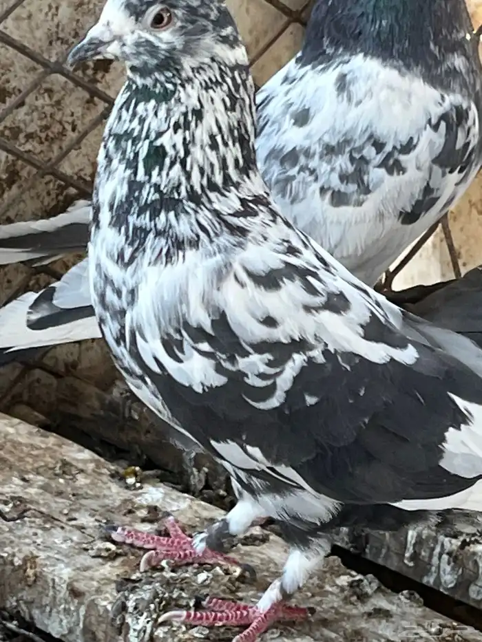 السلام عليكم 25