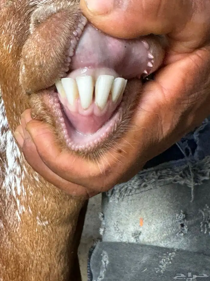 شاه سديس 2