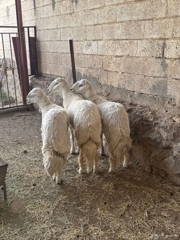 خرفااان جبر ناااهي مكسرات الصحون كفو 1