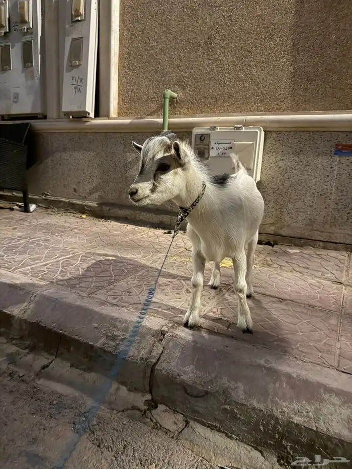 ماعز قزم 4