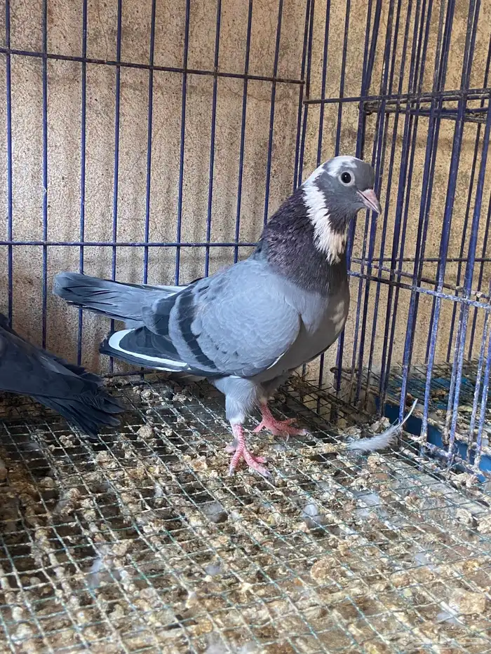 صنعاوي اصل 2